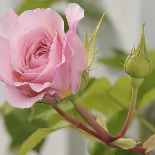 한국인이 사랑한 팝송, 그 시절의 감성을 느껴보세요 한국인이 사랑한 팝송, 그 시절의 감성을 느껴보세요