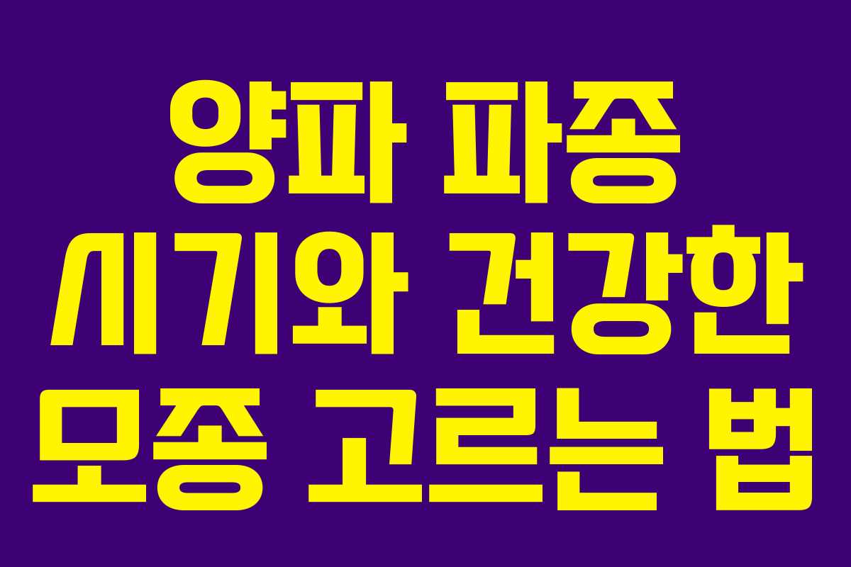 양파 파종 시기와 건강한 모종 고르는 법