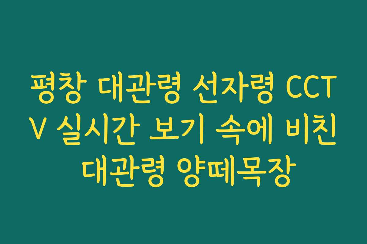평창 대관령 선자령 CCTV 실시간 보기 속에 비친 대관령 양떼목장