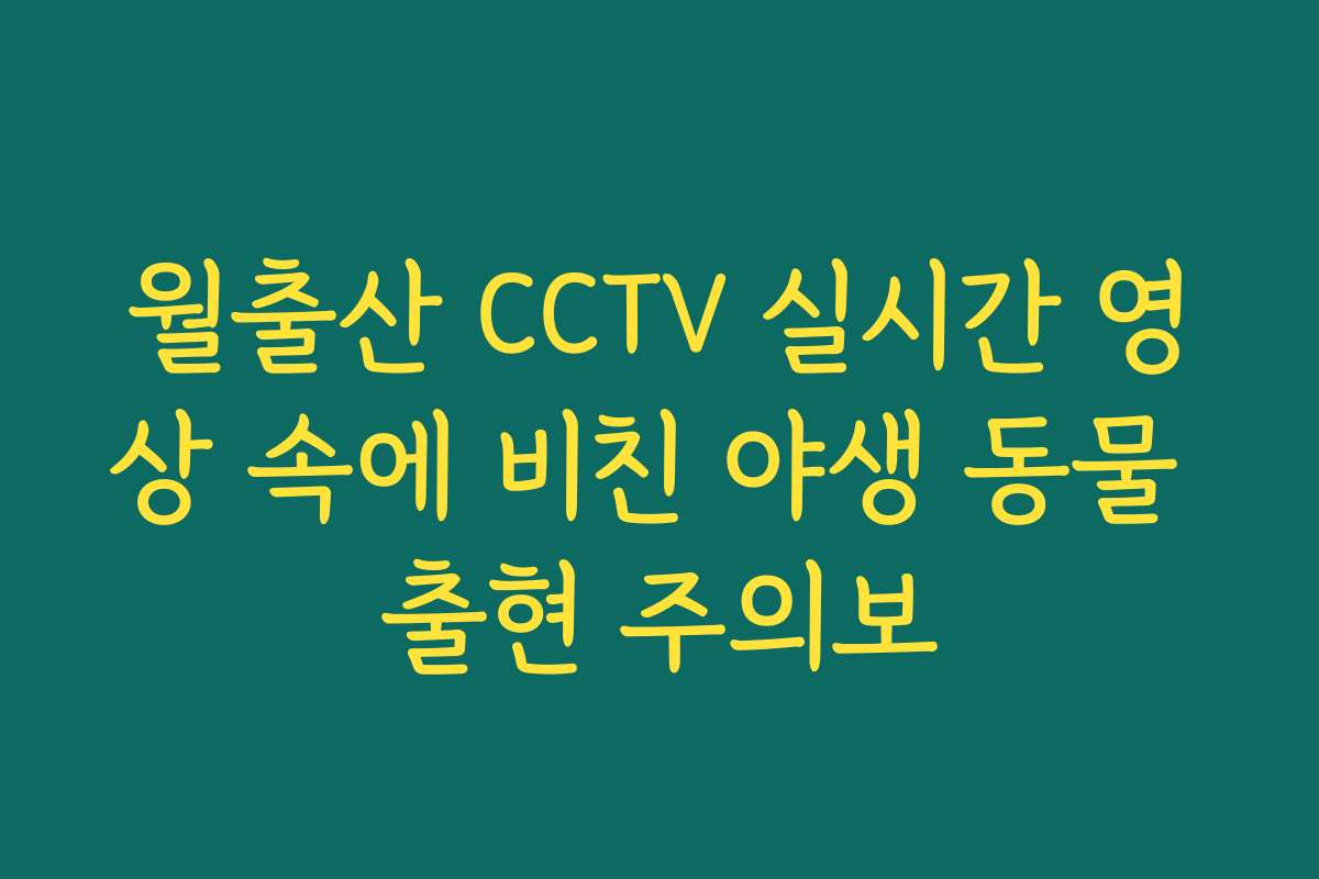 월출산 CCTV 실시간 영상 속에 비친 야생 동물 출현 주의보