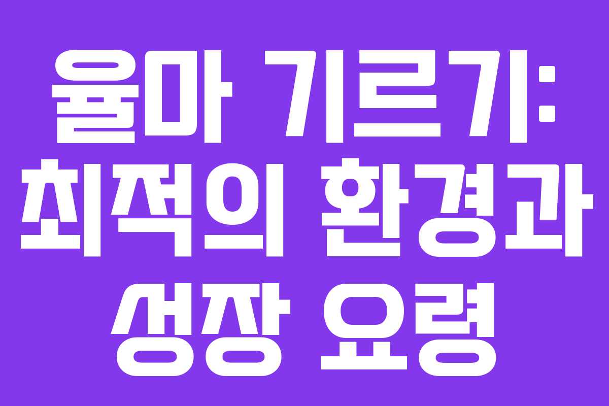 율마 기르기: 최적의 환경과 성장 요령