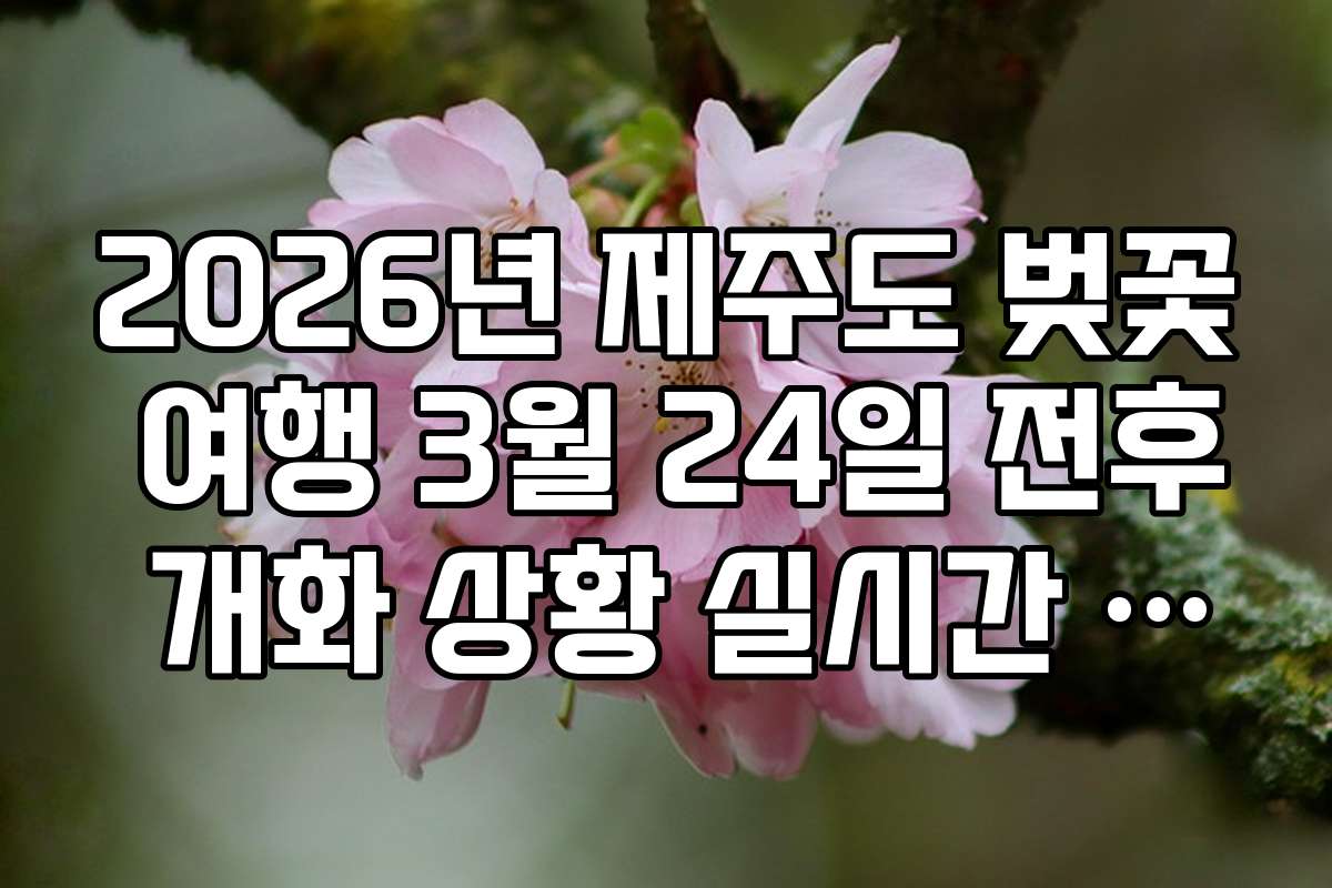 2026년 제주도 벚꽃 여행 3월 24일 전후 개화 상황 실시간 확인