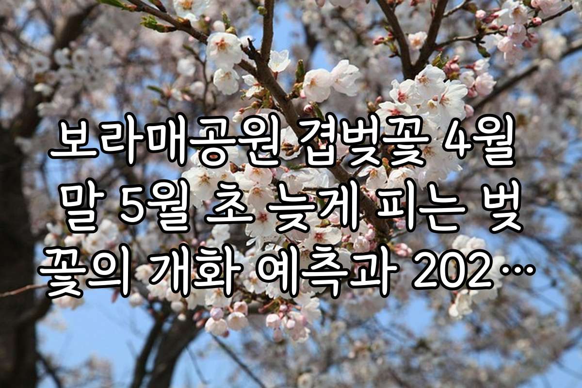 보라매공원 겹벚꽃 4월 말 5월 초 늦게 피는 벚꽃의 개화 예측과 2026년 예상 개화일자 정보