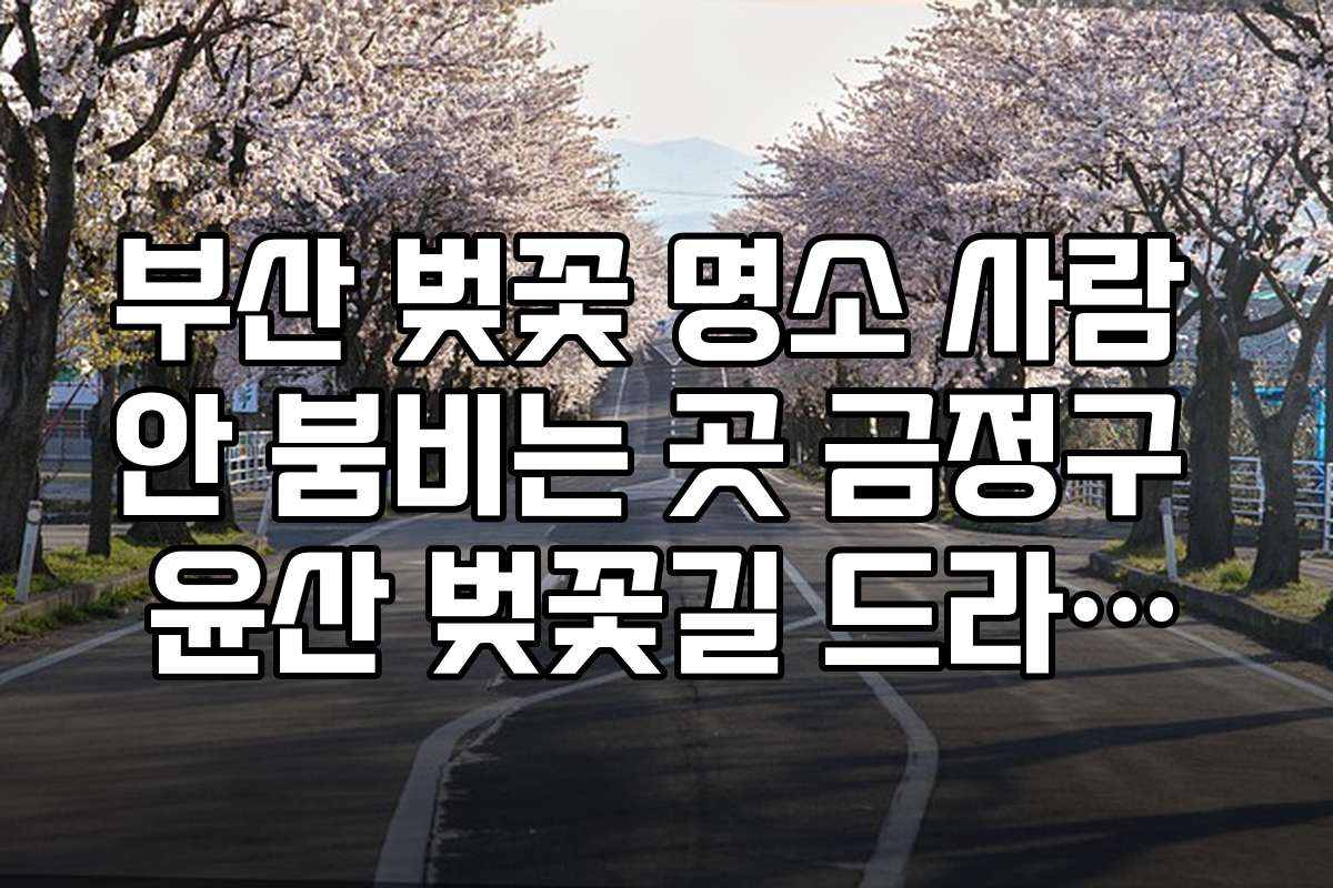부산 벚꽃 명소 사람 안 붐비는 곳 금정구 윤산 벚꽃길 드라이브