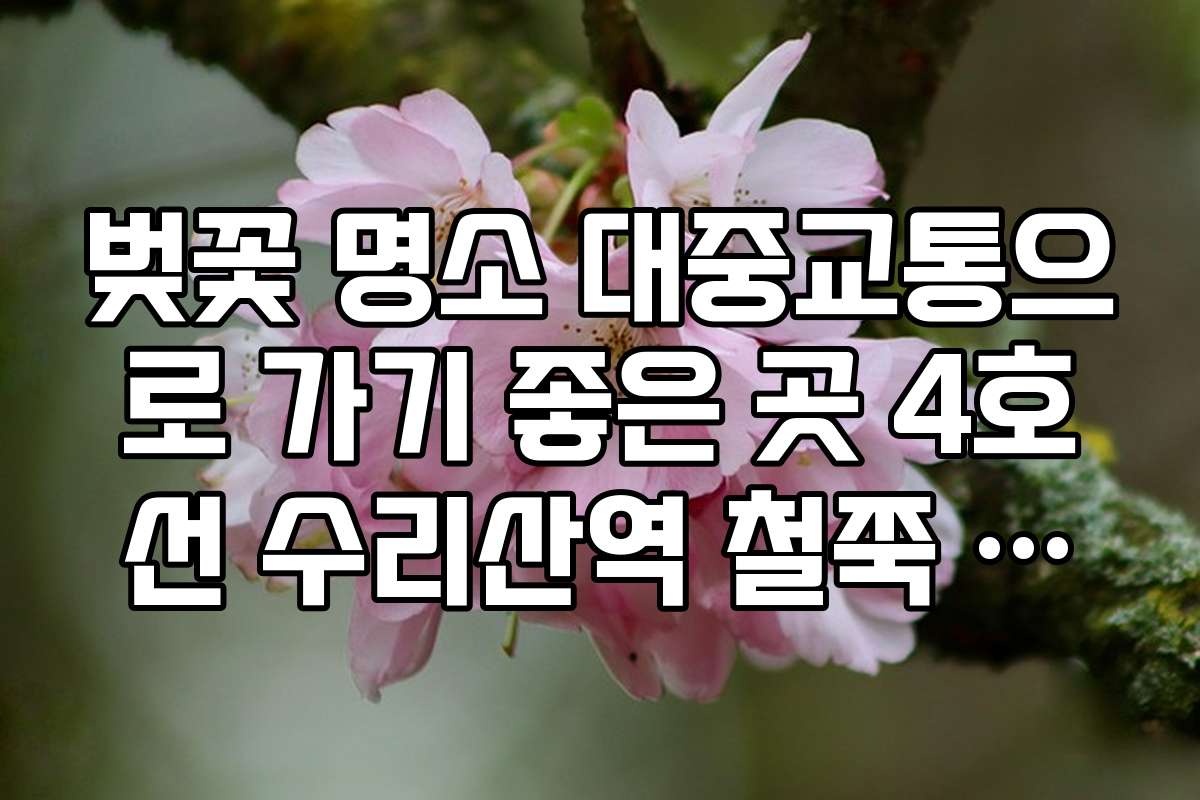 벚꽃 명소 대중교통으로 가기 좋은 곳 4호선 수리산역 철쭉 동산 벚꽃