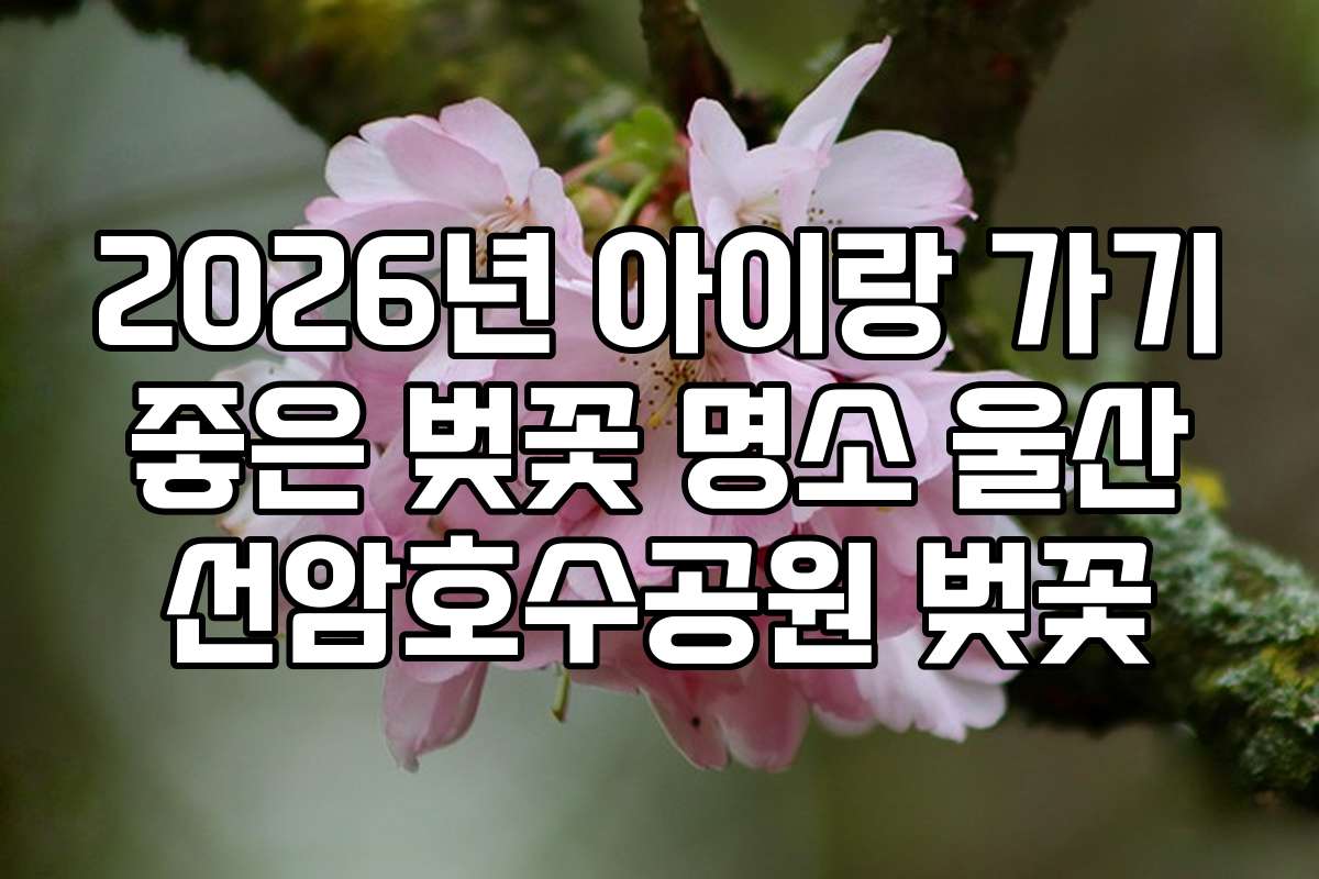 2026년 아이랑 가기 좋은 벚꽃 명소 울산 선암호수공원 벚꽃