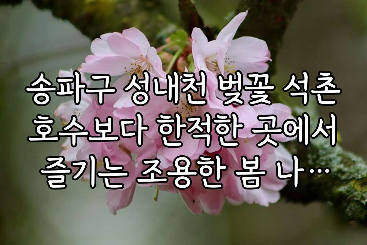 송파구 성내천 벚꽃 석촌호수보다 한적한 곳에서 즐기는 조용한 봄 나들이와 체험 활동
