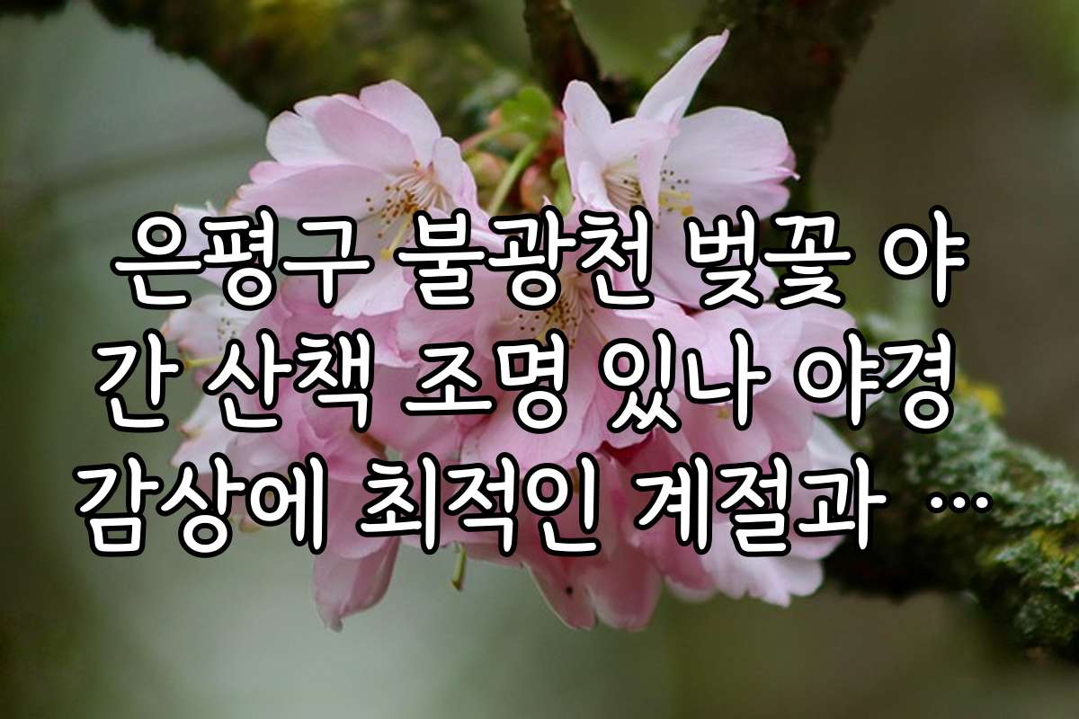 은평구 불광천 벚꽃 야간 산책 조명 있나 야경 감상에 최적인 계절과 시기