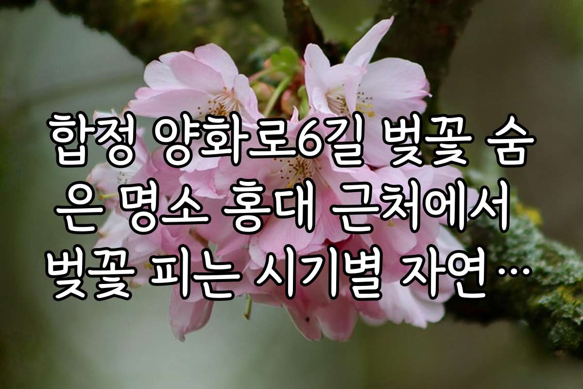 합정 양화로6길 벚꽃 숨은 명소 홍대 근처에서 벚꽃 피는 시기별 자연 풍경 사진 모음