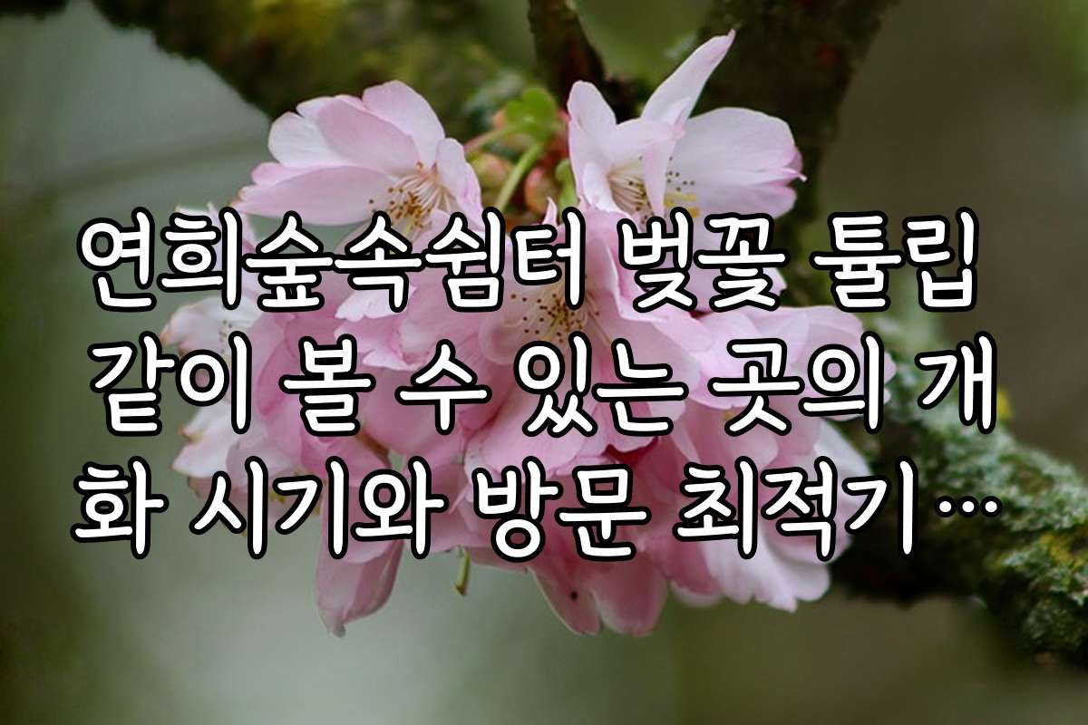 연희숲속쉼터 벚꽃 튤립 같이 볼 수 있는 곳의 개화 시기와 방문 최적기 일정 안내