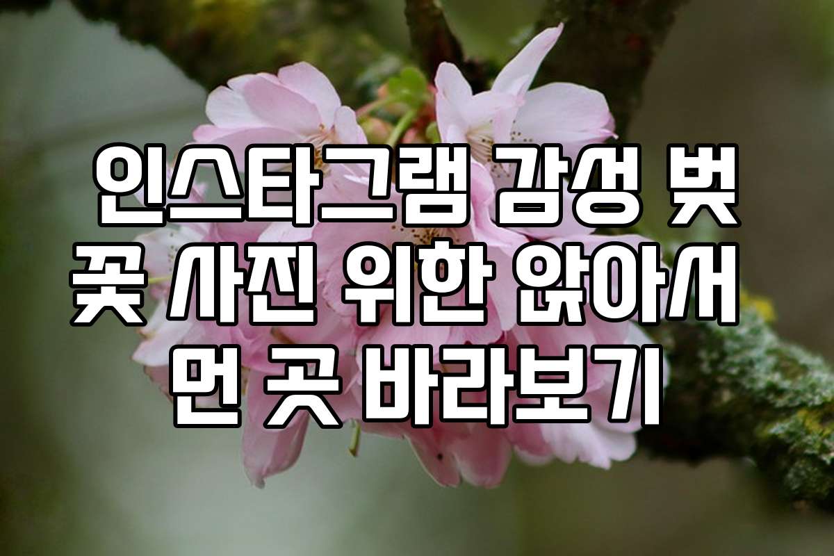 인스타그램 감성 벚꽃 사진 위한 앉아서 먼 곳 바라보기