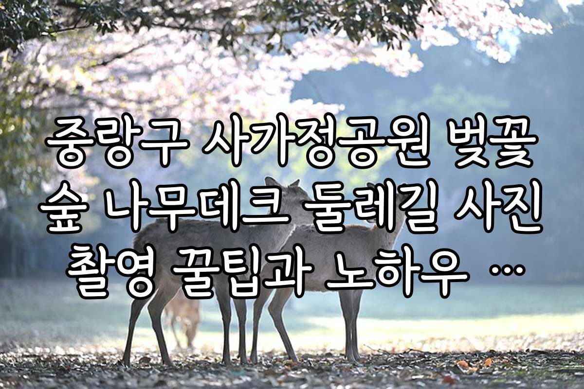 중랑구 사가정공원 벚꽃숲 나무데크 둘레길 사진 촬영 꿀팁과 노하우 공개