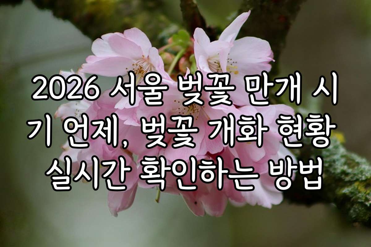 2026 서울 벚꽃 만개 시기 언제, 벚꽃 개화 현황 실시간 확인하는 방법