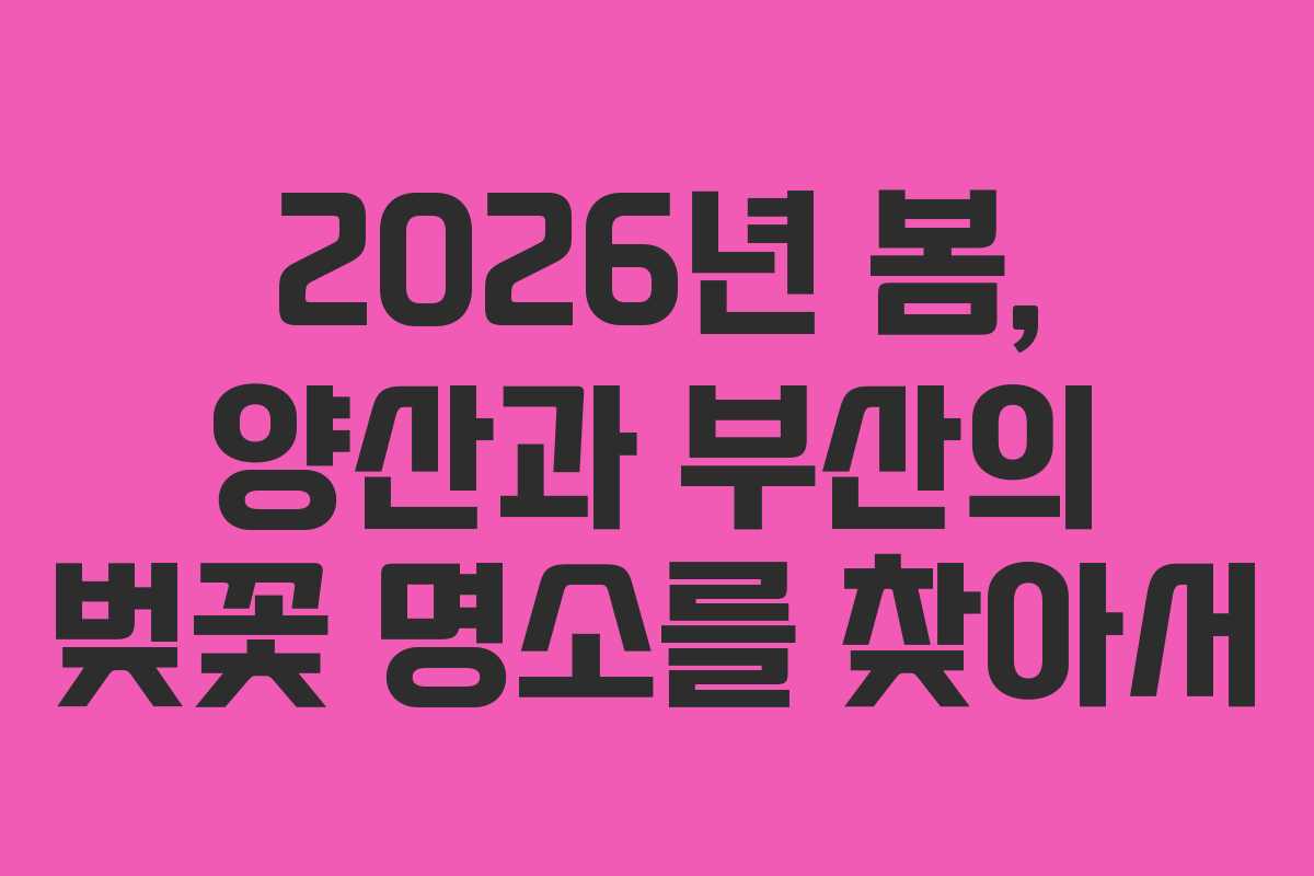2026년 봄, 양산과 부산의 벚꽃 명소를 찾아서