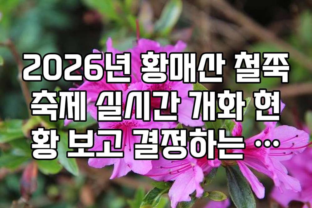 2026년 황매산 철쭉축제 실시간 개화 현황 보고 결정하는 숙박 예약 팁